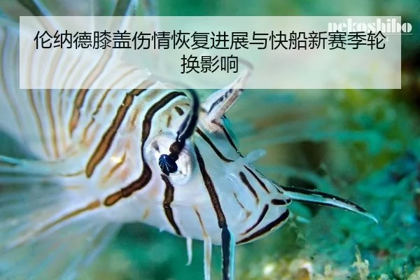 伦纳德膝盖伤情恢复进展与快船新赛季轮换影响